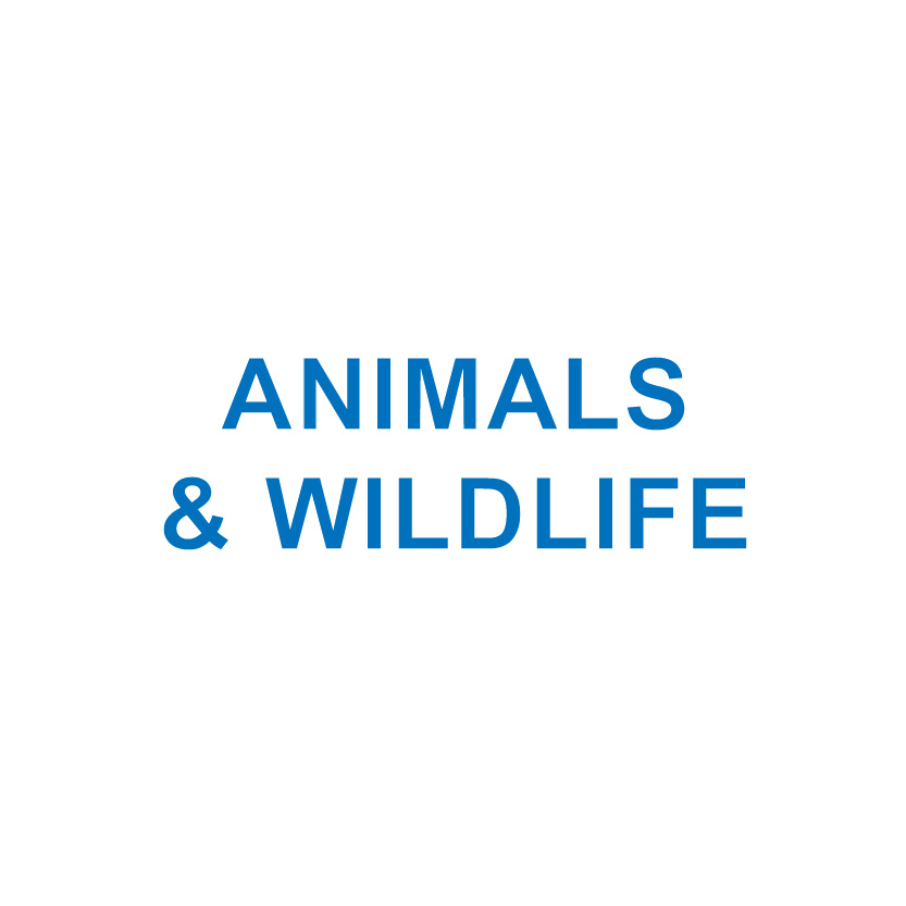 ANIMALS